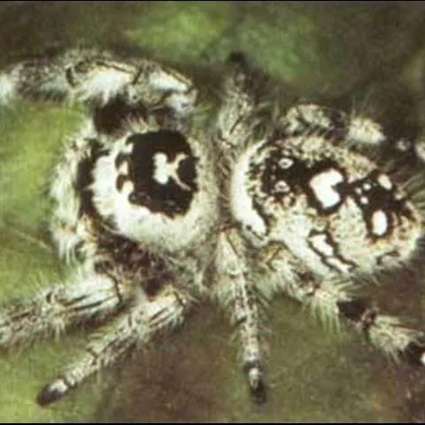 thumbnail for publication: Regal Jumping Spider, Phidippus regius C. L. Koch (Arachnida: Salticidae)